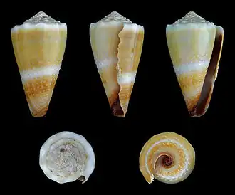 Description de l'image Lividoconus lividus 01.JPG.