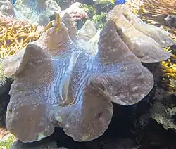 En aquarium