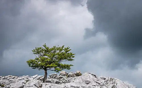 Zoom sur l'arbre en crête.