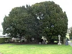 Taxus baccata