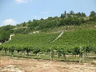Loazzolo