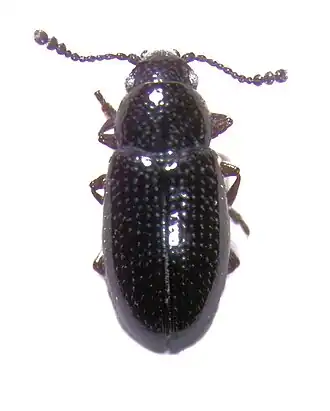 Loberus anthracinus