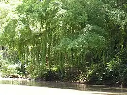 Les épiphytes profitent souvent de l'humidité plus importante près des berges.
