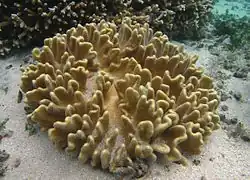 Lobophytum crassum.