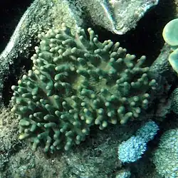 Lobophytum pauciflorum.