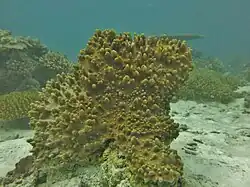 Lobophytum sp.