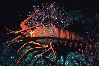 Description de l'image Lobster 300.jpg.