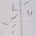 Spores