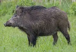 Sanglier d'Eurasie