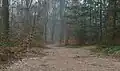 Le chemin forestier au Lochemse Berg