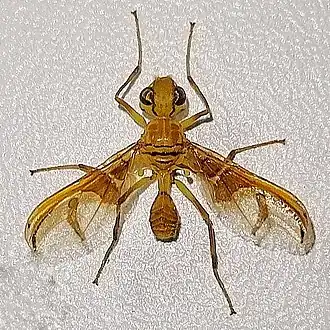 Description de l'image Lochmostylia borgmeieri.jpg.