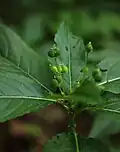 fruits.