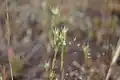 Cotonnière de France, plante hôte de la larve
