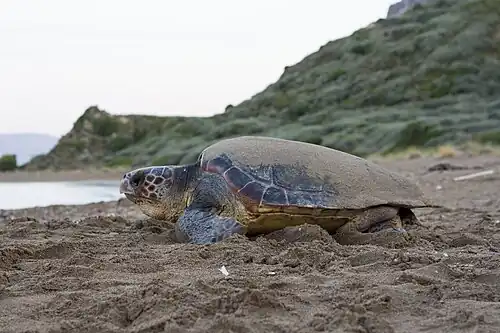 Tortue caouanne