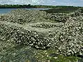 Ancien bassin à dégorger en rivière de Daoulas.