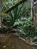 Vallée de Vakoana.