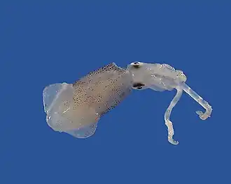 Lolliguncula brevis