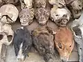 Quelques fétiches