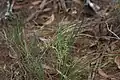 Lomandra laxa originaire du Queensland, Australie
