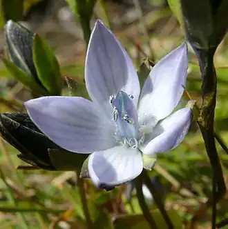 Description de l'image Lomatogonium carinthiacum 310807b.jpg.