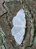 Lomographa bimaculata  (Fabricius, 1775)