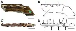 Illustration du fragment de mandibule type de Lonchodectes