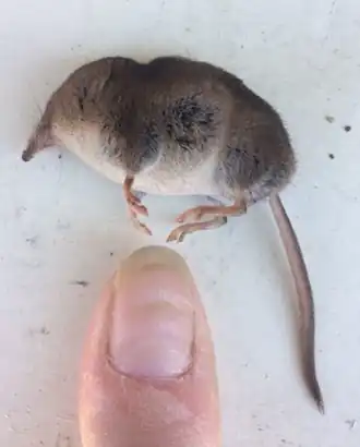 Description de l'image Long-Tailed Shrew 02.png.