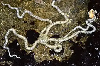 Amphiodia occidentalis