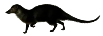 Description de l'image Long-nosed mongoose (without bg).png.