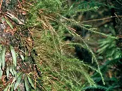 Grammitis wattsii