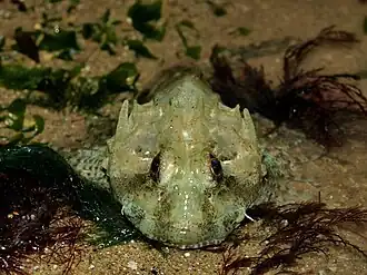Taurulus bubalis.