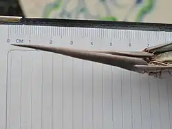 Longue épine terminale