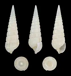 Longchaeus turritus