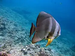 Platax teira