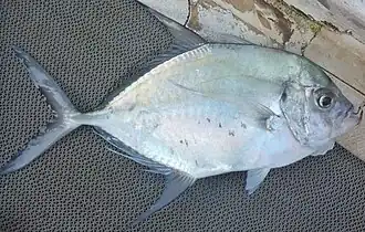 Carangoides armatus