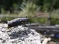 Monochamus sartor (Fabricius, 1787) femelle