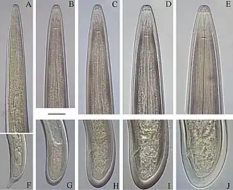 Description de l'image Longidorus polyae (10.3897-zookeys.830.32188) Figure 6.jpg.