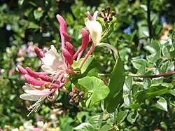 Floraison