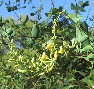 Description de l'image Lonicera interrupta.jpg.