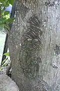 Groupe de chenilles Lonomia obliqua sur un tronc