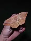 Lonomia obliqua, imago
