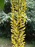 Détail de l'inflorescence.