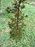 Infructescence.