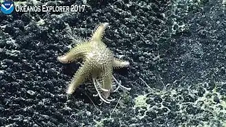 Une Lophaster dévorant un crinoïde dans les abysses de l'Océan Pacifique.