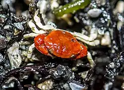 Lophopanopeus bellus (Panopeidae)