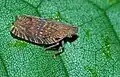 Hémiptère lophopidae