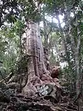 Arbre.
