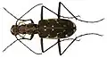 Lophyra fuliginosa