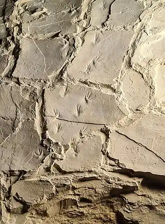 Empreintes d'un ptérosaure sur le site de la plage aux ptérosaures, France.