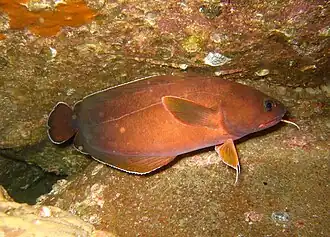 Lotella rhacina.